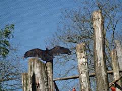 149 BIO PARC DE DOUE LA FONTAINE 5- 2016_000058